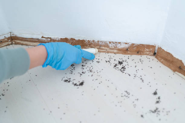Best Affordable Pest Control Services  in Onset, MA
